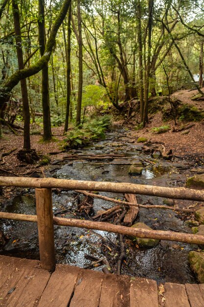 Hermoso puente de madera sobre el río junto al Arroyo del Cedro en el bosque nuboso siempreverde del Parque Nacional de Garajonay La Gomera Islas Canarias España