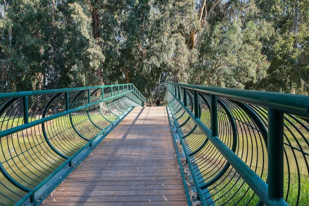 Hermoso puente sobre el río en un bosque de eucaliptos