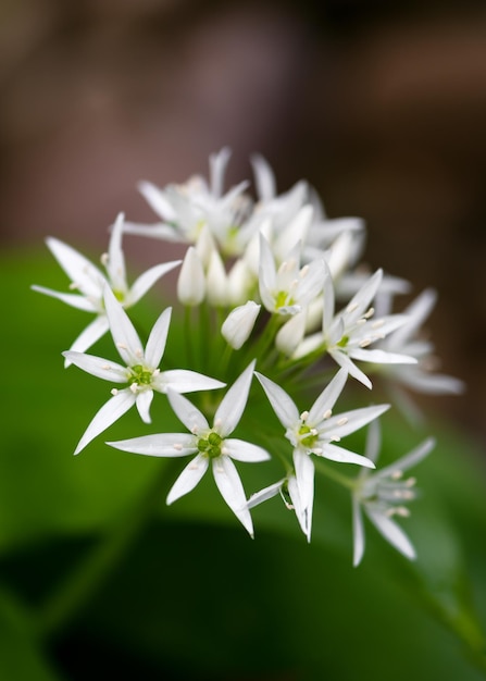 Hermoso puerro de ajo silvestre en flor en el bosque contra un fondo borroso