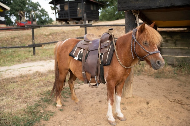 Hermoso puesto de ponis en una granja del salvaje oeste