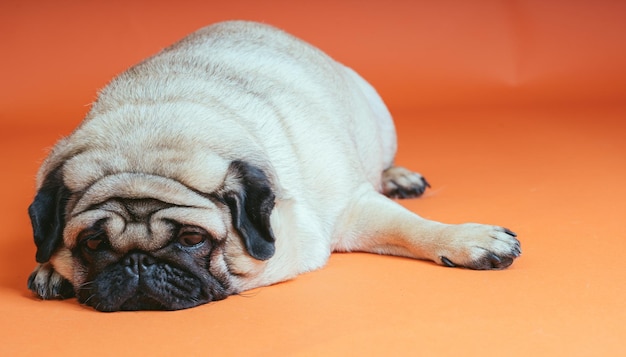 Un hermoso pug triste yace sobre un fondo naranja