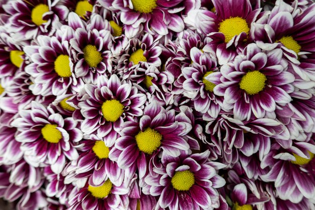 Hermoso racimo de flores de color amarillo púrpura
