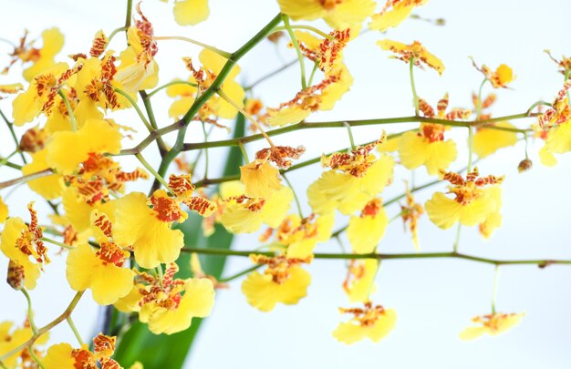 Hermoso racimo de flores de orquídeas con manchas de color amarillo burdeos (macro)