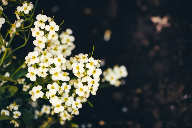 Hermoso racimo de hesperis blancos.