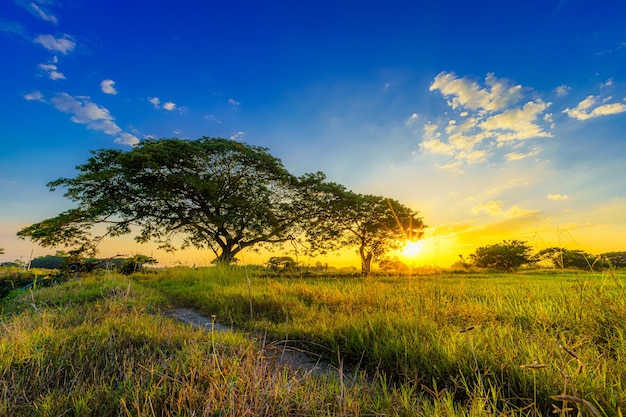 Hermoso racimo de hierba flor silvestre una luz cálida y campo verde maizal o maíz y árbol verde en la cosecha de agricultura de país de Asia con fondo de cielo al atardecer.