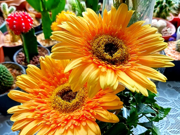 Hermoso un ramo de flor de gerbera amarilla