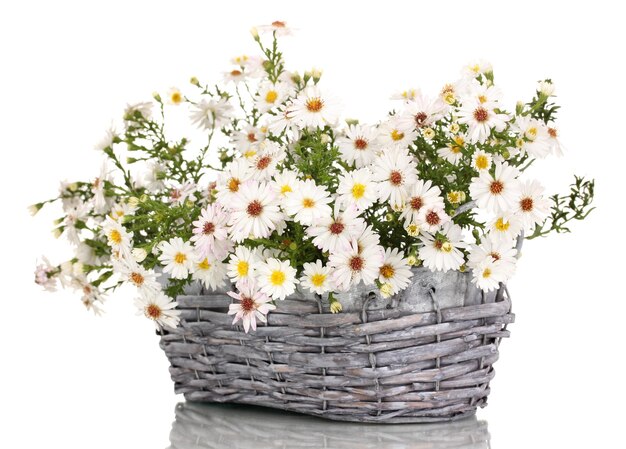 hermoso ramo de flores blancas en una canasta aislada en blanco