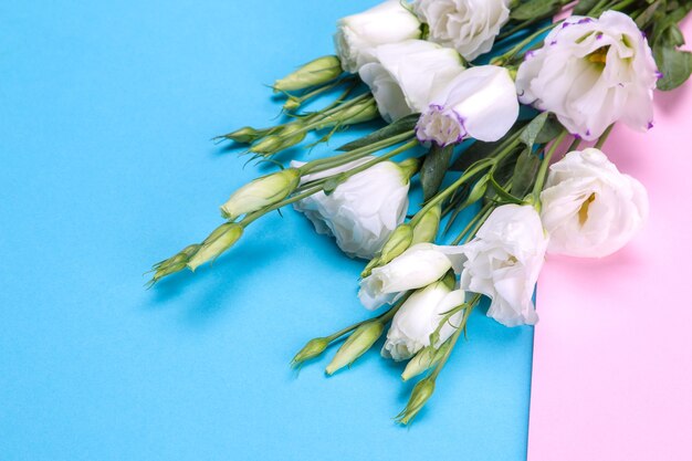 Hermoso ramo de flores blancas de eustoma sobre un fondo azul y rosa brillante