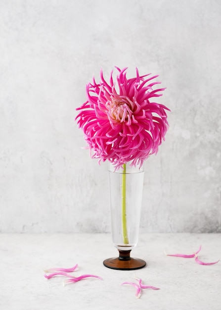 Hermoso ramo de flores de dalia de cactus rosa púrpura y blanco en un jarrón de vidrio