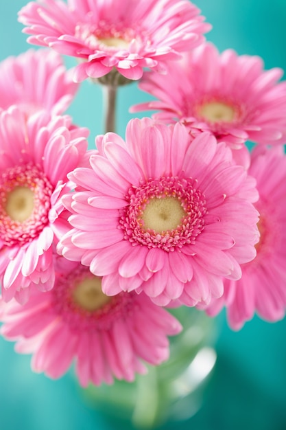 Hermoso ramo de flores de gerbera rosa en florero