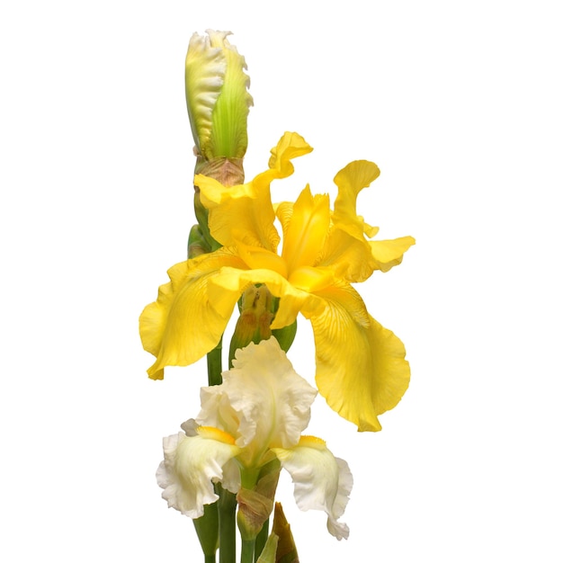 Hermoso ramo de flores de iris aislado sobre fondo blanco. Pascua de Resurrección. Verano. Primavera. Endecha plana, vista superior. Amor. Día de San Valentín. Patrón floral, objeto. concepto de naturaleza