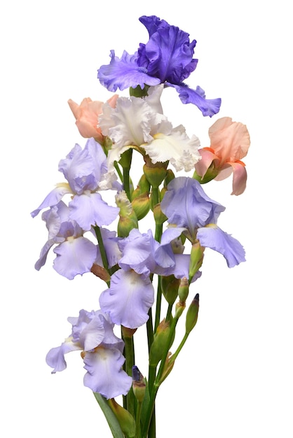 Hermoso ramo de flores de iris aislado sobre fondo blanco. Pascua de Resurrección. Verano. Primavera. Endecha plana, vista superior. Amor. Día de San Valentín. Patrón floral, objeto. concepto de naturaleza