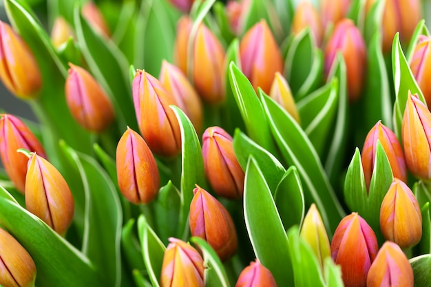 Hermoso ramo de flores. muchos tulipanes naranjas