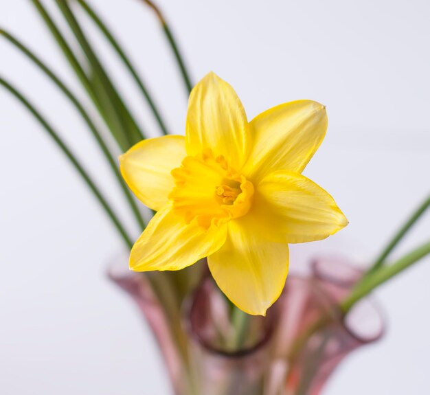 Hermoso ramo de flores de narciso amarillo primaveral en un jarrón de vidrio