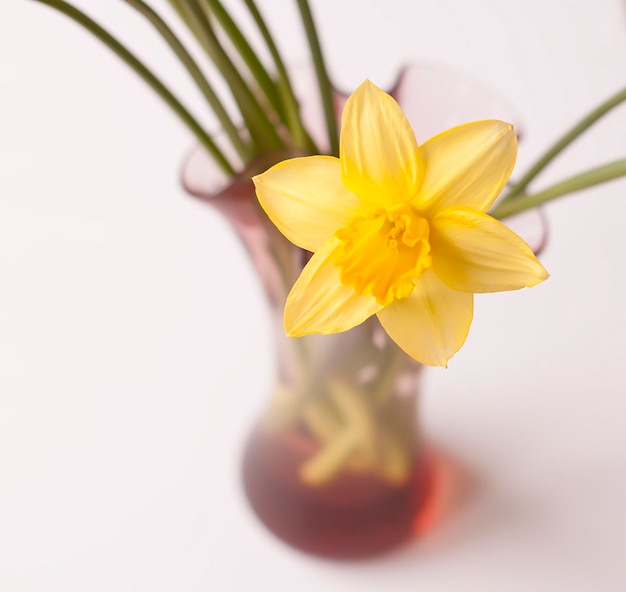 Hermoso ramo de flores de narciso amarillo primaveral en un jarrón de vidrio