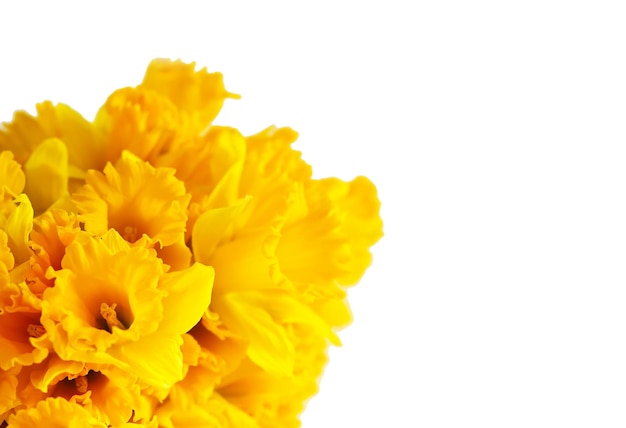 Hermoso ramo de flores de narciso amarillo primaveral o plantas de narciso sobre fondo blanco