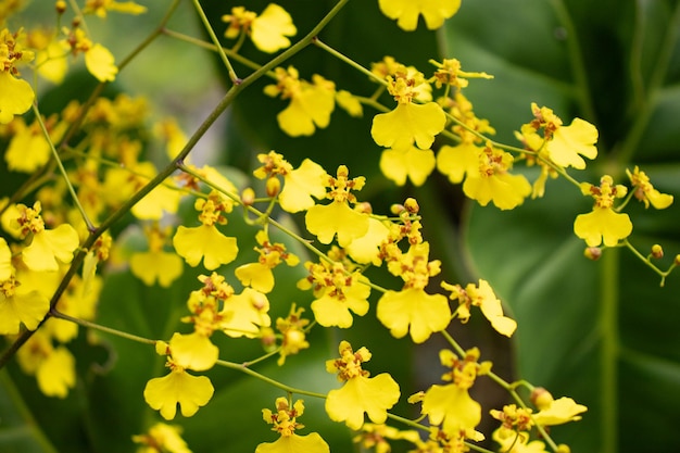 hermoso ramo de flores de orquídeas silvestres