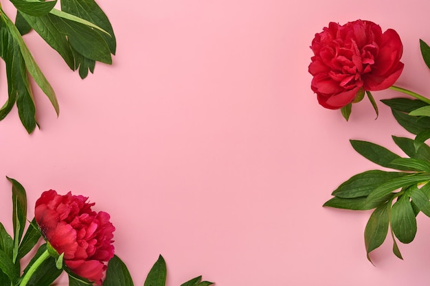 Hermoso ramo de flores de peonía roja sobre fondo rosa, vista superior, espacio de copia, plano. Día de San Valentín, fondo del día de la madre.