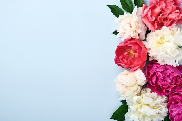 Hermoso ramo de flores de peonía rojas, rosadas y blancas sobre fondo azul, vista superior, espacio de copia, plano. Fondo de San Valentín, boda y día de la madre.