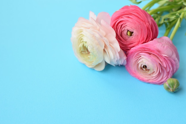 Hermoso ramo de flores de ranúnculo rosa sobre una superficie azul