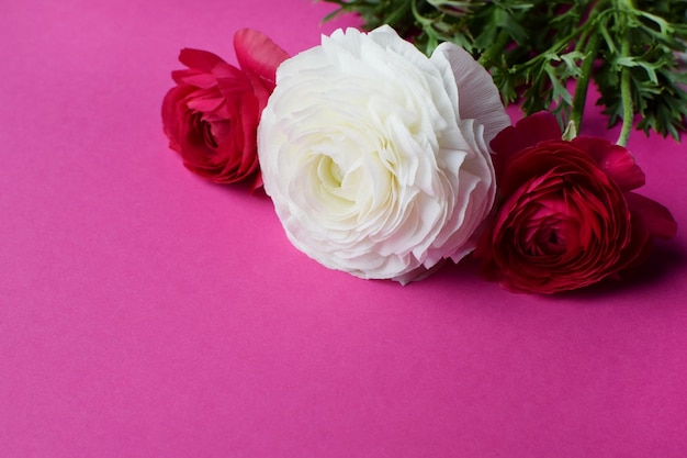 Hermoso ramo de flores de ranunculus en rojo y blanco sobre un fondo rosa