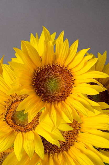 Hermoso ramo de girasoles amarillos brillantes contra gris.