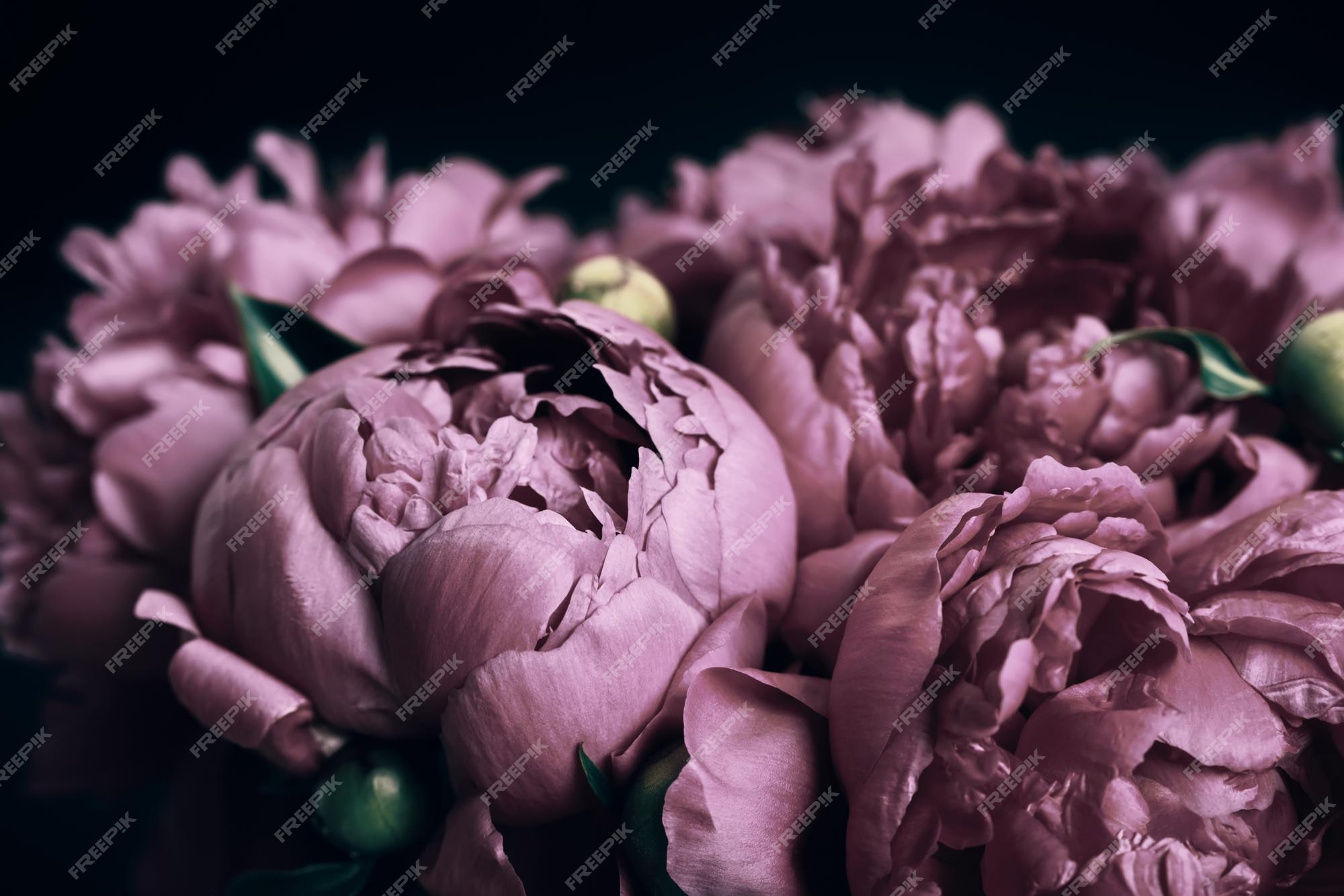 Hermoso ramo de peonías violetas sobre fondo floral negro patrón de flores  naturales | Foto Premium