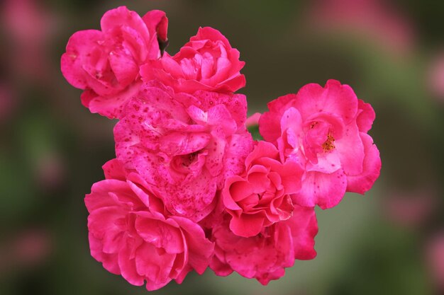 Hermoso ramo de rosas escarlatas sobre un fondo verde oscuro