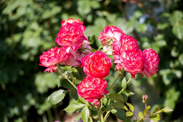 Un hermoso ramo de rosas en flor en el jardín de primavera
