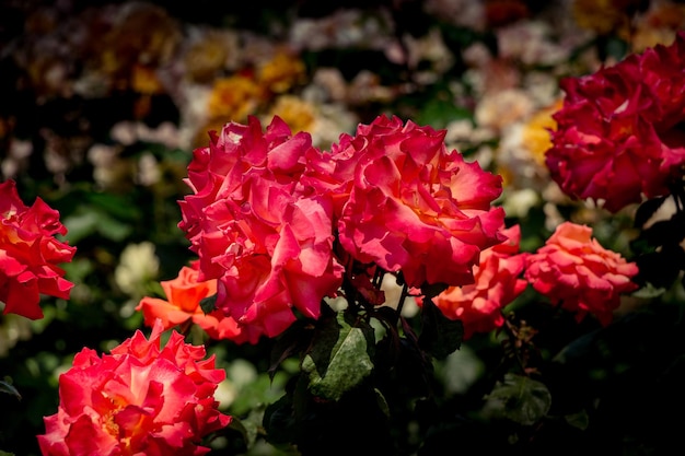 Hermoso ramo de rosas en flor en el jardín de primavera