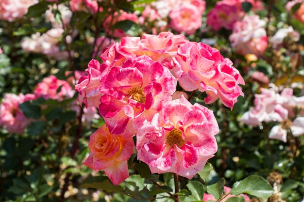 Un hermoso ramo de rosas en flor en el jardín