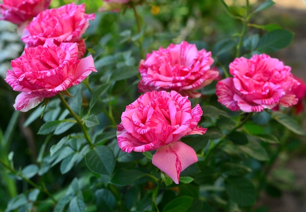 Hermoso ramo de rosas de flores rayadas en el jardín sobre un fondo de césped. Mucha vegetación y un macizo de flores. Diseño de exteriores. Naturaleza. Plantas perennes