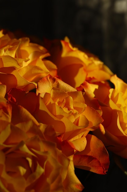 Hermoso ramo de rosas naranjas con delicados pétalos