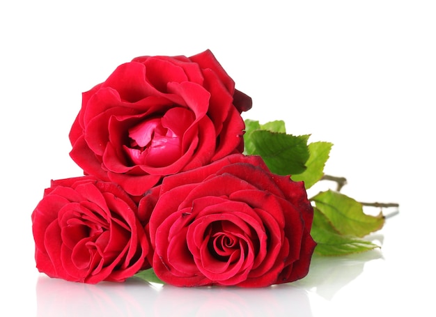 Hermoso ramo de rosas rojas aislado en blanco