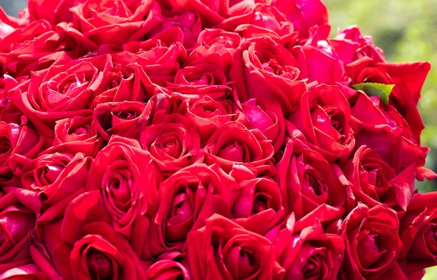 Un hermoso ramo de rosas rojas en flor de cerca con espacio para copiar