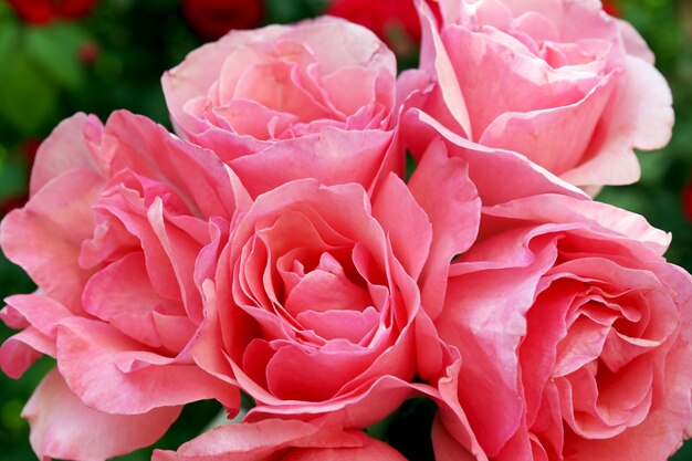 Hermoso ramo de rosas rosadas, primer plano
