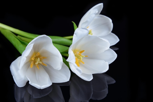 Hermoso ramo de tulipanes blancos aislado en negro