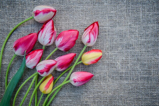 Hermoso ramo de tulipanes de colores rosa y amarillo brillante sobre fondo de lienzo con espacio de copia