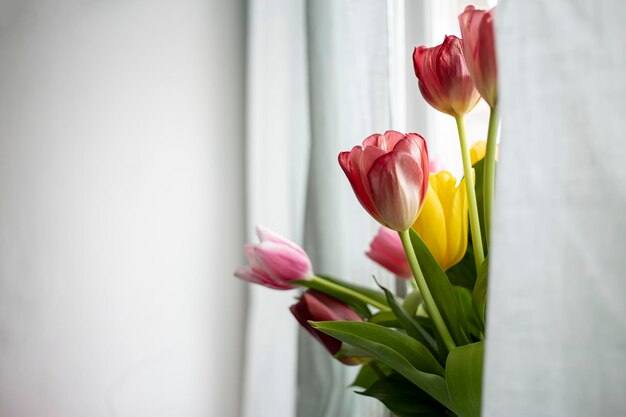 Hermoso ramo de tulipanes es visible desde detrás de las cortinas