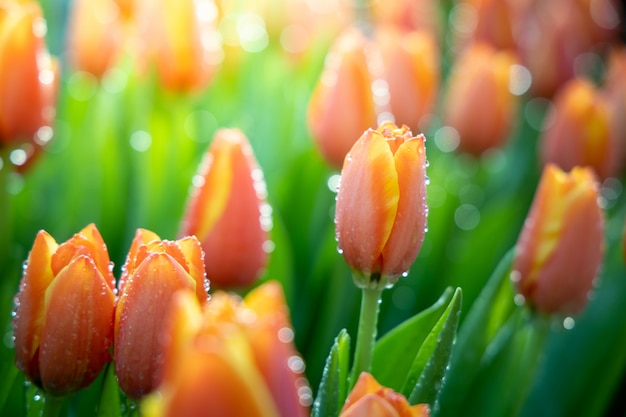 Hermoso ramo de tulipanes en el jardín.