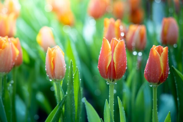 Hermoso ramo de tulipanes en el jardín.