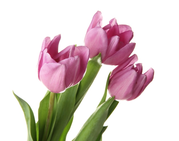 Hermoso ramo de tulipanes morados, aislado en blanco