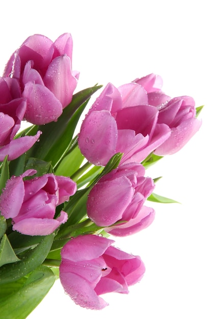 Hermoso ramo de tulipanes morados, aislado en blanco