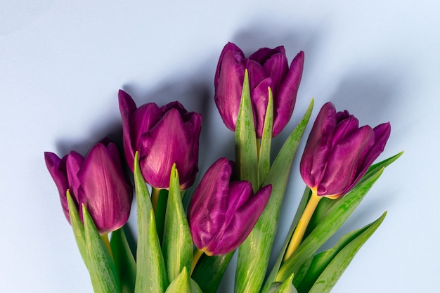 Foto hermoso ramo de tulipanes morados frescos