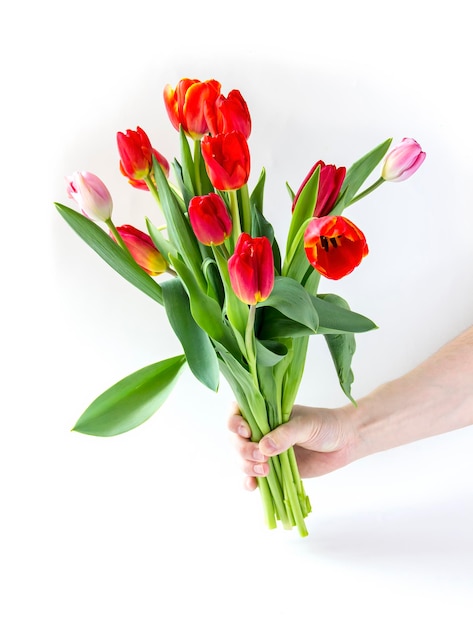 Hermoso ramo de tulipanes rojos en mano de hombre aislado sobre fondo blanco.