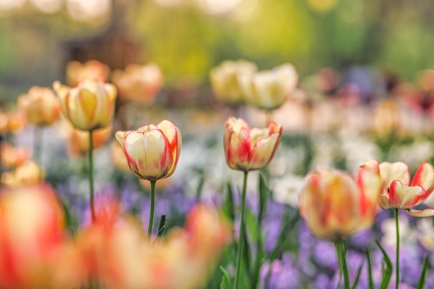 Hermoso ramo de tulipanes rojos, rosas y blancos en la naturaleza primaveral para el diseño de postales y banner web