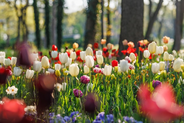 Hermoso ramo de tulipanes rojos, rosas y blancos en la naturaleza primaveral para el diseño de postales y banner web