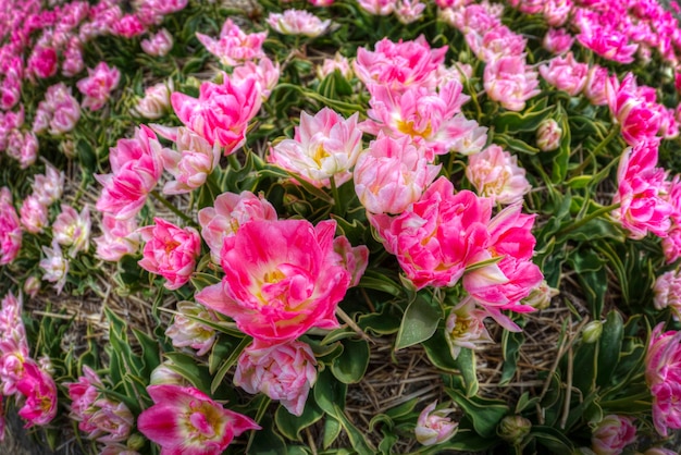 Hermoso ramo de tulipanes rosas