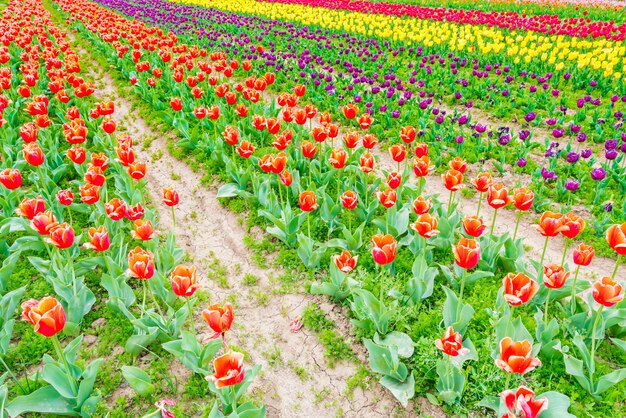 Hermoso ramo de tulipanes en la temporada de primavera.