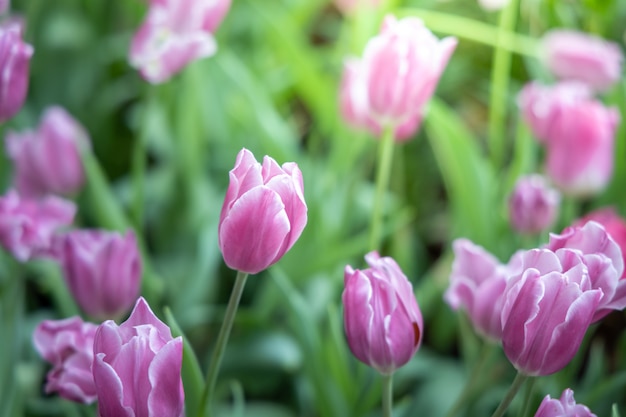 Hermoso ramo de tulipanes. tulipanes de colores fondo de la naturaleza